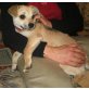 Penelope, kleiner Mischling Welpen - Hündin