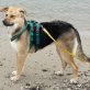 Penelope nette Welpin sucht ein tolles Zuhaus, Schäferhund Mischling Welpen - Hündin