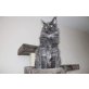 Penicillus Coco , Maine Coon - Katze