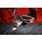 Penicillus , Maine Coon - Kater