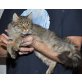 Penny Lane, mit Stammbaum/Papiere, Maine Coon - Katze
