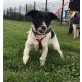 Penny Lane sucht tolles Körbchen, Nette kleine Mischlingswelpin Welpen - Hündin