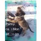 Penny, Mix Welpen - Hündin