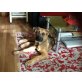 Penny, Schäferhund-Bordeaux Dogge Welpen - Hündin