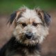 Penny, Yorki-Mix - Hündin