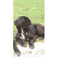 Penny-verschmustes Hundebaby Welpen - Hündin
