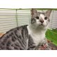 Pep, will nicht länger hinter Gittern leben - Kater