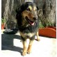 Pepa, Deutsche Schäferhund-Mix - Hündin
