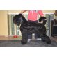 Pepa, Schwarzer Russischer Terrier - Hündin