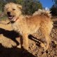 Pepa ist ein absoluter Anfängerhund, Mischling - Hündin