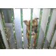 Pepa,  sucht einen Kuschelplatz - Hündin