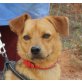 Pepe, Pinscher Mix - Rüde