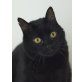 Pepe, Schmusebär - Pflegestelle in 85748 Garching - Kater