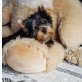 Pepe, Yorkshire Terrier - Rüde