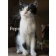 Pepe geb. 06/2019 verschmuster Kater - Kater