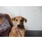 Pepe, ist ein Podenco-Mischlings-Welpe Welpen - Rüde