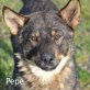 Pepe - kinderlieb,freund,bissel vorsichtig, hunde/katzenverträgl, Mischling - Rüde