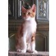 Peperl oder Joe, Europäische Kurzhaarkatze - Kater