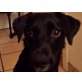 Pepi, süßes pfiffiges Bordercollie-Mix Mädel Welpen - Hündin