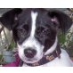 Pepieno, Jack Russel-Mix Welpen - Rüde