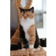 Pepina, Britisch Kurzhaarkatze - Katze