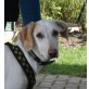 Pepis, Labrador Doggen Mix Welpen - Hündin