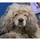 Pepita, Amerikanische Spanielhündin - Hündin
