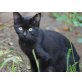Pepita, EKH - Katze