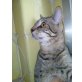 Pepon, Pepon, nur ein Halsband aber keine Liebe - Kater