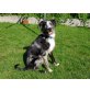 Pepper, Australien-Sheppard-Drahthaar Mix - Rüde