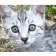 Pepper, Bengalkatze - Katze