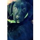Pepper, Boarder Collie Labrador mix Welpen - Hündin