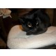 Pepper, Europäisch Kurzhaar - Katze
