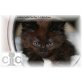 Pepper , Maine Coon - Kater