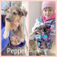 Pepper, Mischling Welpen - Rüde