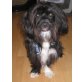 Pepper, der kleine Wuschel aus Hannover, Mischling aus Spanien - Rüde