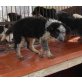 Peppina, Australien-Sheppard-Drahthaar Mix, 8 Monate,  - Hündin