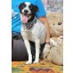 Peppino, Jack-Russel-Mischling - Rüde