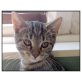 Peppo,  Schmusekaterchen Peppo! 4 Mo/Kastr.Geimpft/G - Kater