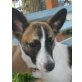 Pepsi, Jack-Russel-Mix-Dame - Hündin