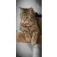 Pepsi, TSV SOS Katze - Kater