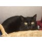 Pepsi und Flori mögen es ruhig, EKH - Kater