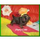 Pepsy Cola vom Drachensee, Shih Tzu Welpen - Hündin