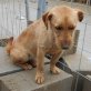 Peque - Terrier Mix - - Hündin