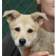 Pequenin, Husky Mix Welpen - Rüde