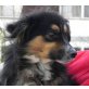 Percy 2, Spitz-Mix - Rüde