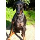 Percy, Dobermann - Rüde