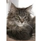 Percy, Maine Coon - Kater