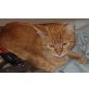 Percy, Mischling - Kater