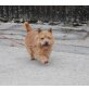 Percy, Norwich-Terrier - Rüde